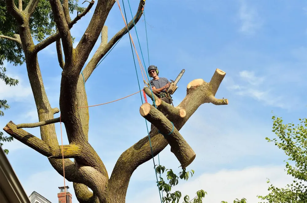 lagage arbre