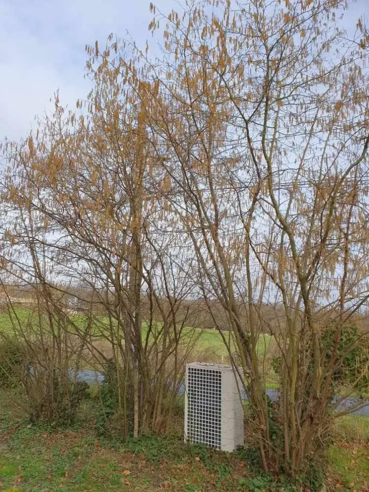 arbre elagage
