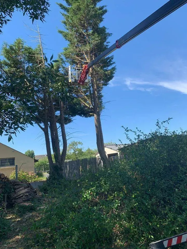 Élagage d'arbres près de Angers