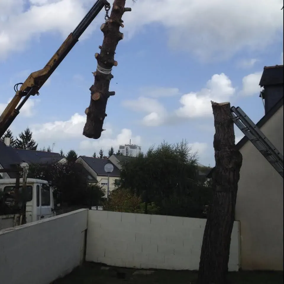 Abattage d'arbres près de Angers